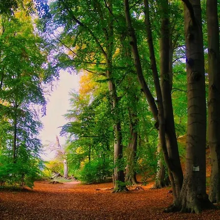 Modernes Sonnendeck 70 Qm I Strandnah I Terrasse I 2 Schlafzimmer I Naehe Werbellinsee * Joachimsthal